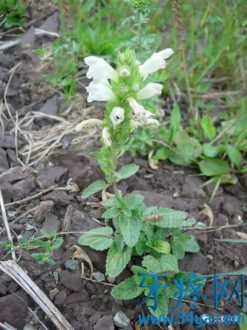 白花甜蜜蜜用于黄疸性肝炎，牙龈肿痛出血，口腔溃疡