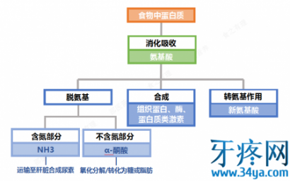 补充蛋白质，吃肉类好还是吃豆制品好？