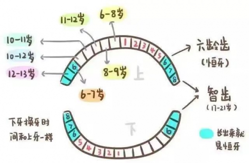 乳牙龋坏，治疗 or 不治疗？