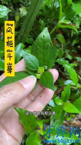 中药风柜斗草的作用与功效:清肺热、解毒、清泻肝火