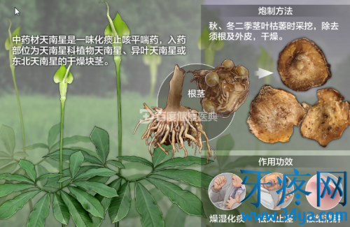 中药天南星的功效与作用禁忌:解毒消肿，祛风定惊，化痰散结