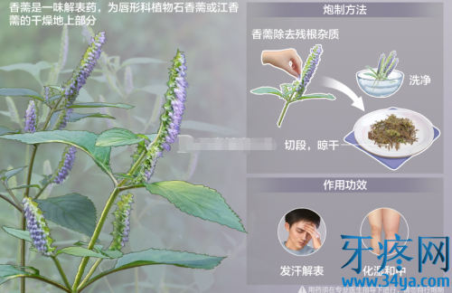 香薷的功效与作用:发汗解表、利水消肿、和中化湿